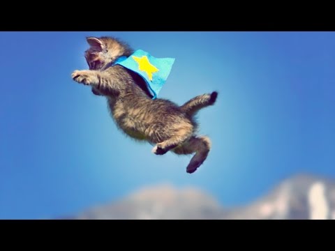 CUTE KITTENS FLY IN EXTREME SLOW MOTION!