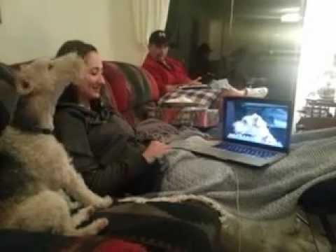 My dog can Skype! (Original)