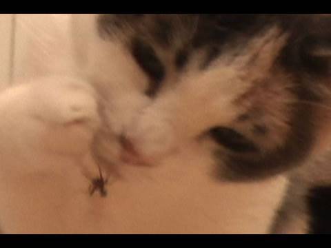 Revenge of the Spider