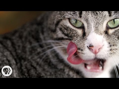 Why Does Your Cat&#039;s Tongue Feel Like Sandpaper? | Deep Look