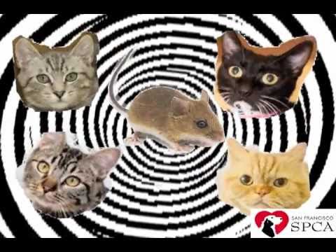 Lady Meow Meow in Cat Romance - Lady Gaga parody