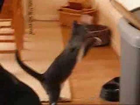 Tiesto The Boxing Cat- Very Funny!!