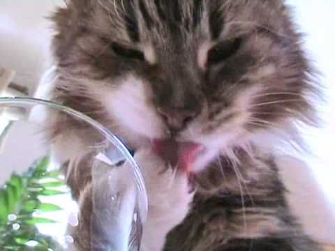 The Noisy Drinking Cat (the om nom nom cat)
