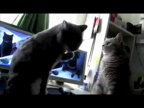Talking Cats Play Pattycake