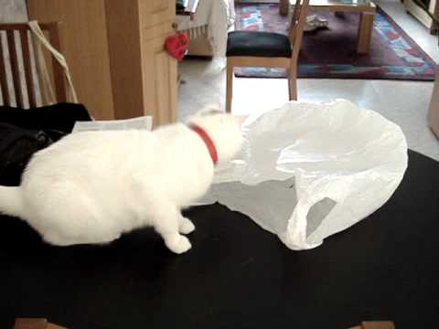 Why cats shouldn&#039;t be curious about plastic bags