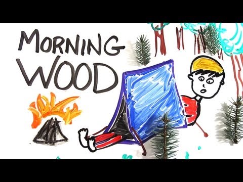 The Science of &#039;Morning Wood&#039;