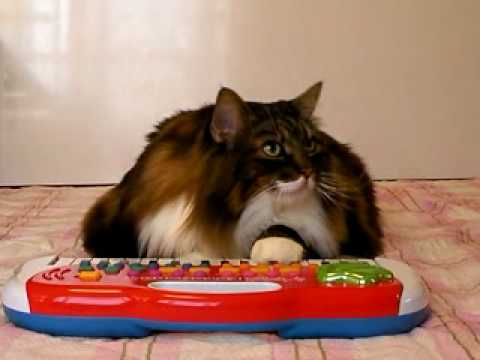 今日もピアノ　Fat cat loves playing a mini-piano1