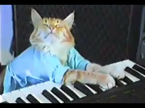 Charlie Schmidt&#039;s Keyboard Cat! - THE ORIGINAL!