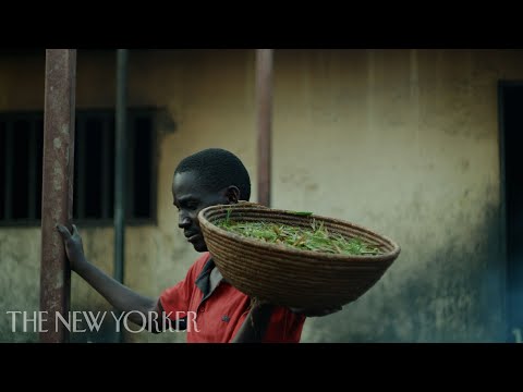 Grasshopper-Catching, a Ugandan Hustle | The New Yorker Documentary