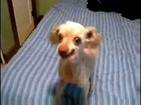 Videoresponse to The Weirdest Dog Ever
