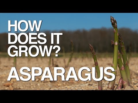 ASPARAGUS | How Does it Grow?