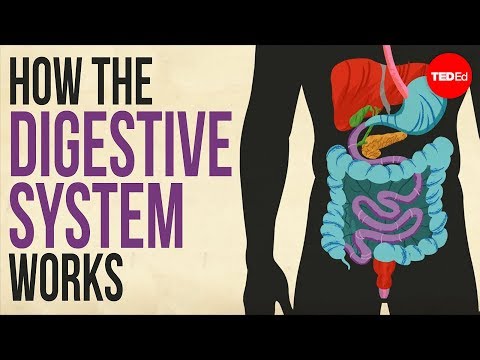 How your digestive system works - Emma Bryce