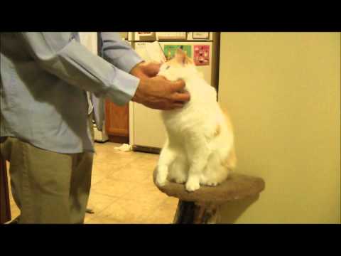 Jackie the fluffy cat loves attention