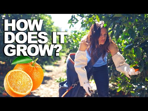 ORANGE | How Does it Grow?