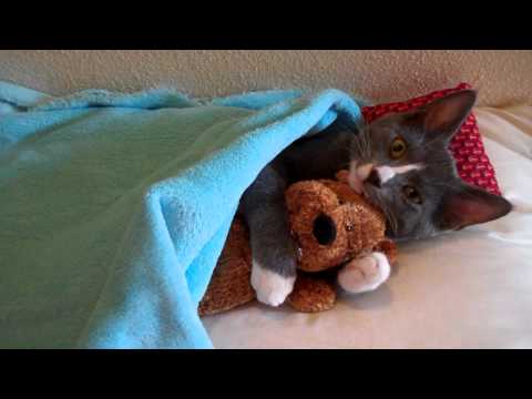 Cute Kitten Hugs His Teddy Bear (with Music)