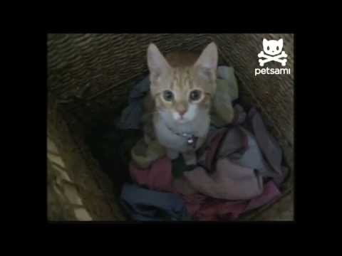 Cat helps out with the dirty laundry