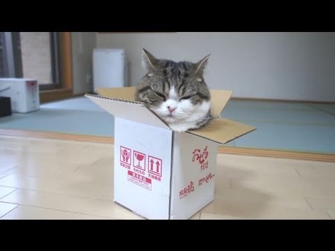 箱とねこ８。-A box and Maru 8.-