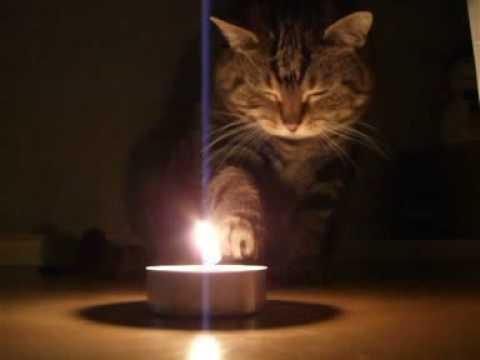 Cat playing with fire.