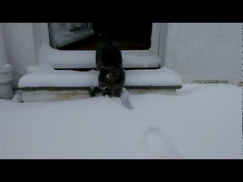 Cat meets snow (Original)