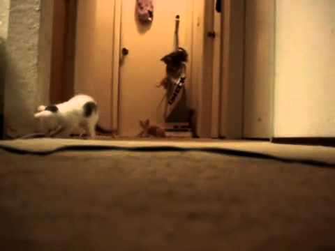 Kittens Have Turn On a Vacuum Cleaner (Original)
