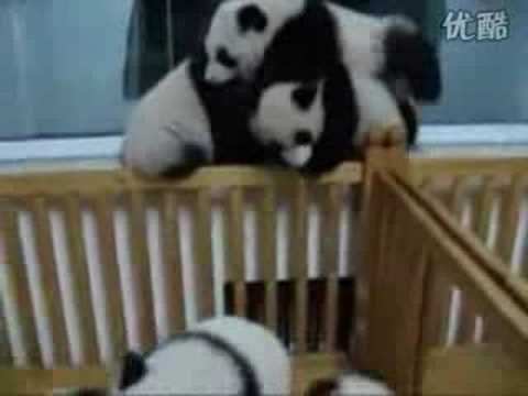 Baby panda fighting