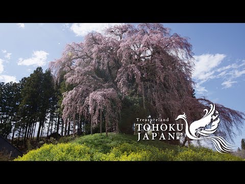 Spring Beauty in Tohoku, Japan 4K (Ultra HD) - 東北の春 | JNTO
