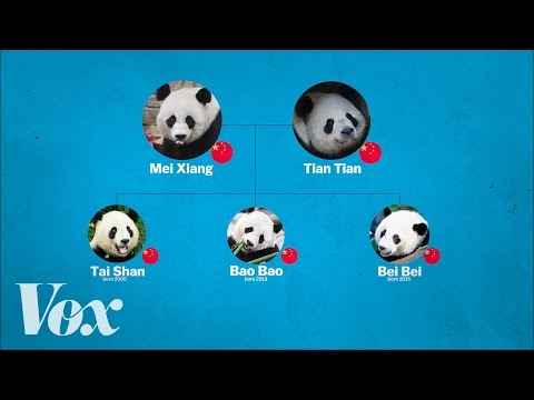 China&#039;s panda diplomacy, explained