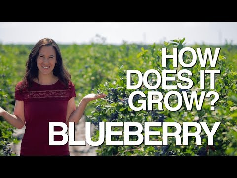BLUEBERRY | How Does it Grow?