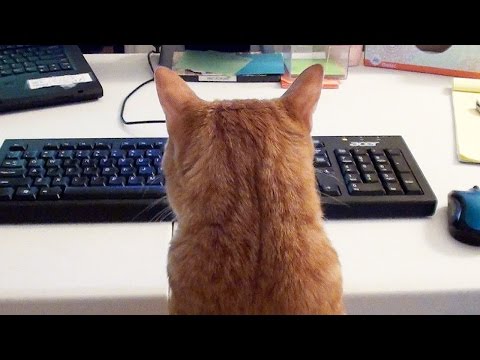 What it&#039;s like to Work with Cats!