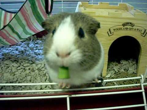 Guinea Pig Eating Cucumber Peel (ORIGINAL)