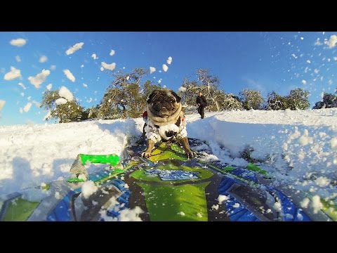 GoPro: Brandy the Snowboarding Pug