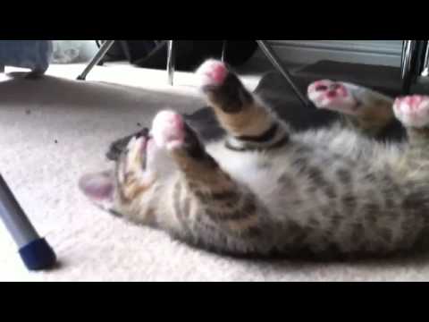 Cute kitten plays dead