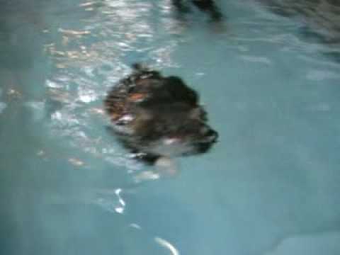泳ぐ猫　プール編 a fatcat swimming in the pool