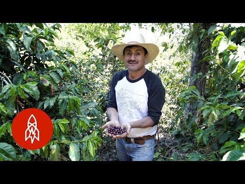 Harvesting Volcanic Coffee