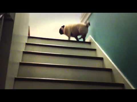 Magic Pug - The Stairs Are Lava