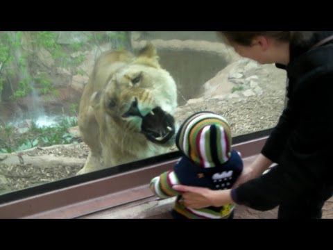 Lioness tries to eat baby at the zoo.