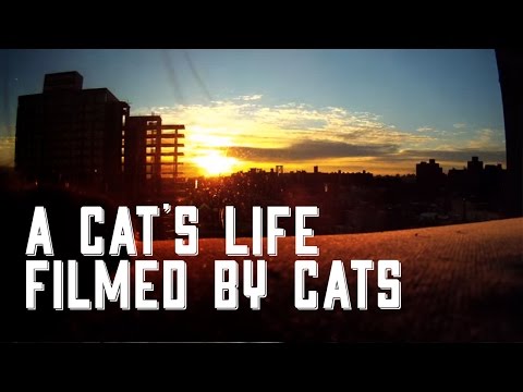 Cat Diaries: The First Ever Movie Filmed by Cats!