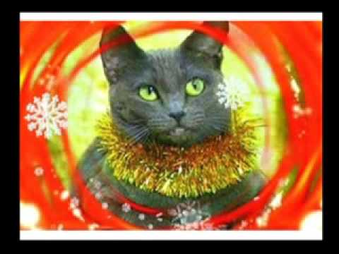 Auld Lang Syne ~ Jingle Cats