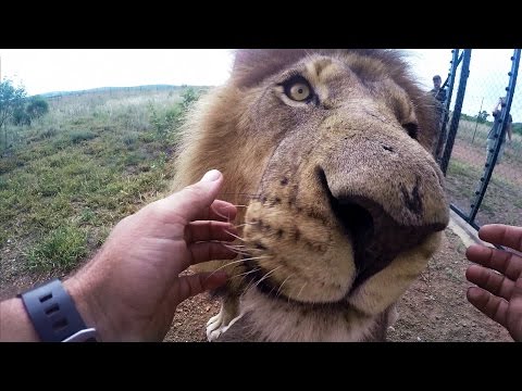 GoPro: Wild Animal Dental Surgery with Kevin Richardson
