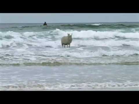 Surfing Sheep