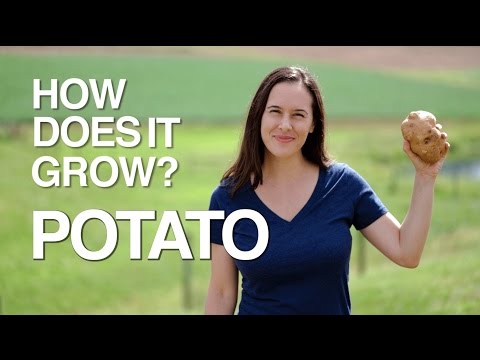 POTATO | How Does it Grow?