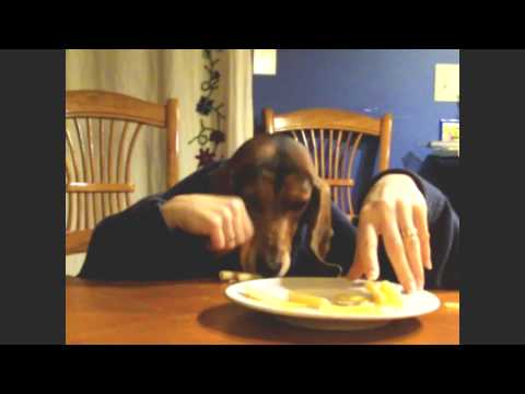 basset hound dog dinner