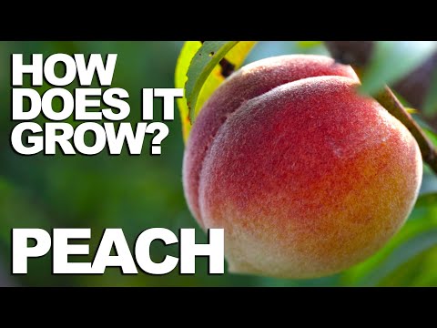 PEACH | How Does it Grow?