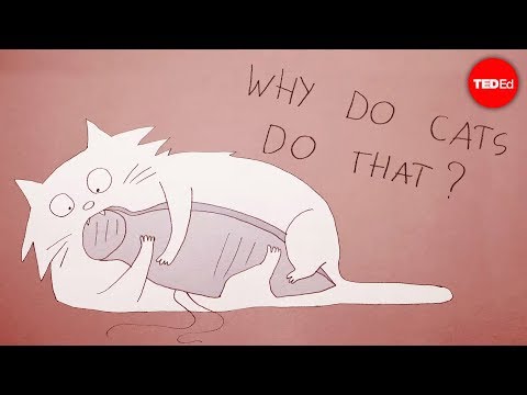Why do cats act so weird? - Tony Buffington