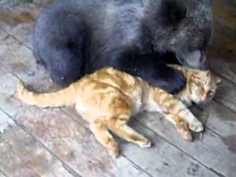 Медведь сражается с котом. Кто сильнее? (bear vs. cat)
