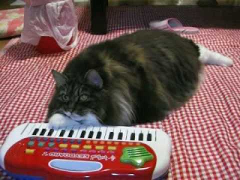 Meow loves Piano lesson nyantube