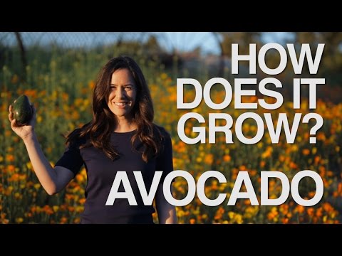 AVOCADO | How Does it Grow?