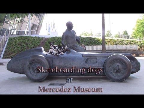 Amazing Dogs skateboarding at Stuttgart
