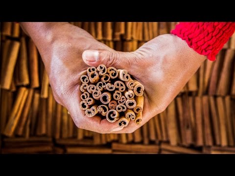 Cinnamon: Harvesting Cassia in the Jungles of Sumatra
