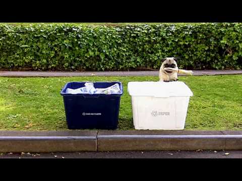 GREEN PUG RECYCLES! and changes lightbulb, carpools...